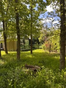 forest-lodge forest-lodge